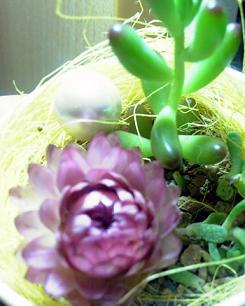 かわいいプリプリ植物