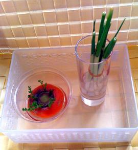残り野菜からにょきにょき
