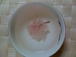 春を感じるお茶★